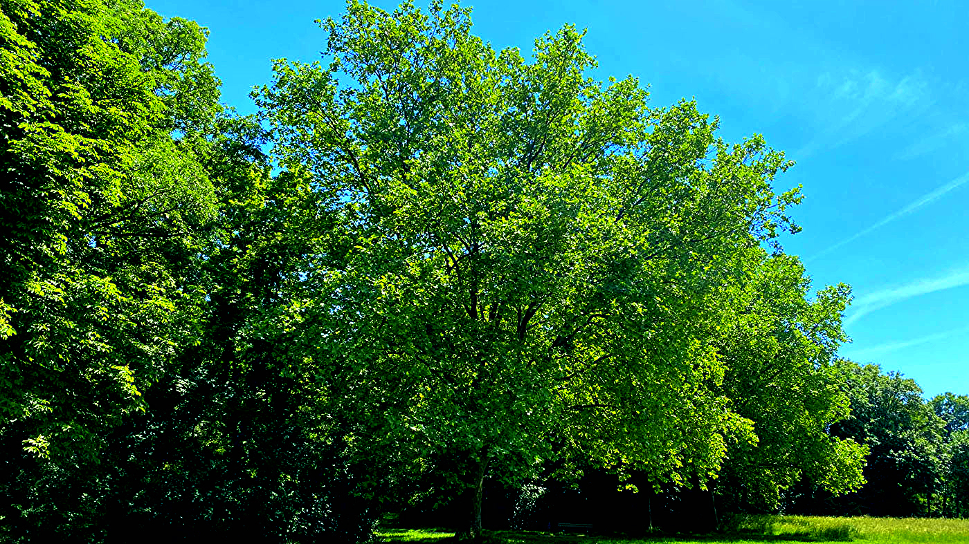 Bäume mit Laub 0(1).3