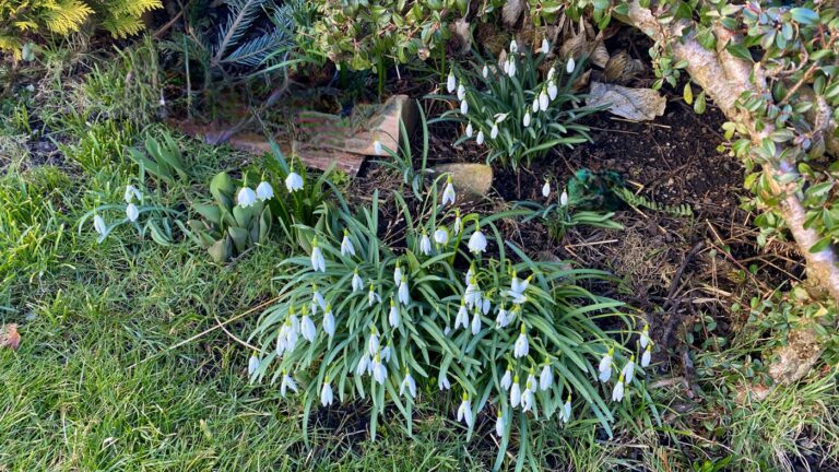 Das Glöckchen das den Winter sanft vertreibt